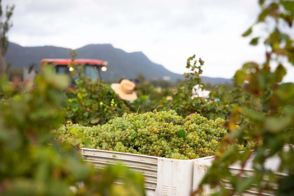 2021 Semillon Vintage Report - the bullet that we dodged