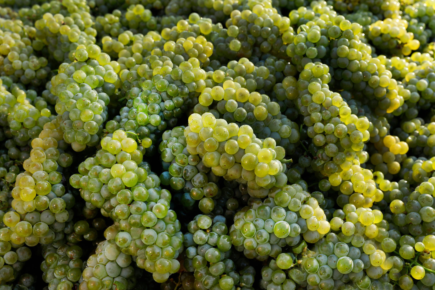 Semillon